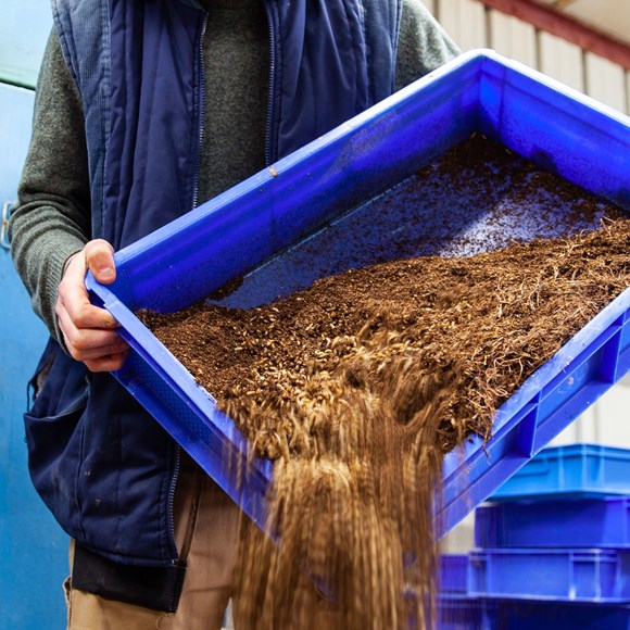 Using insects for animal feed could slash deforestation