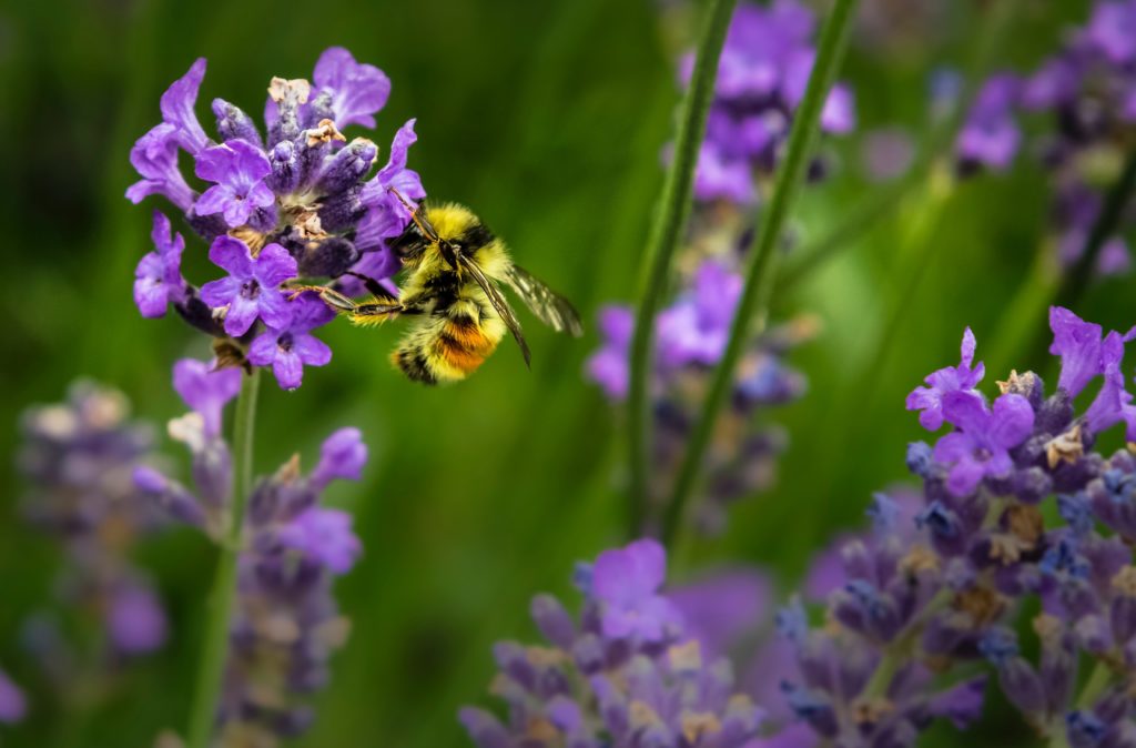 Pesticides: interactions between agrochemicals increase their harm to bees