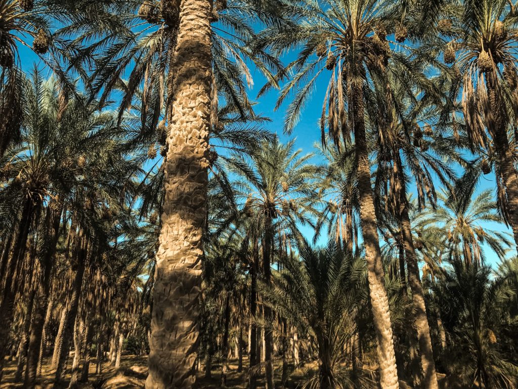 Major brands are failing to tackle deforestation