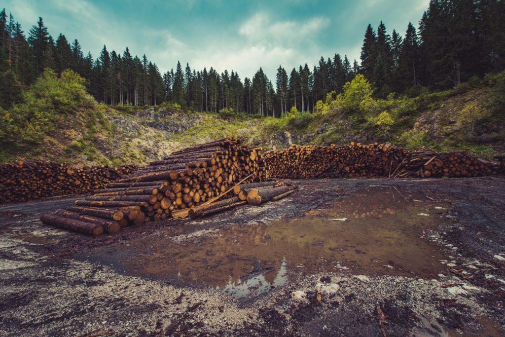 Leaders commit to ending deforestation by 2030
