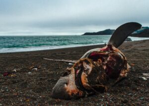 Peruvian oil spill confirmed to be result of Tonga volcano