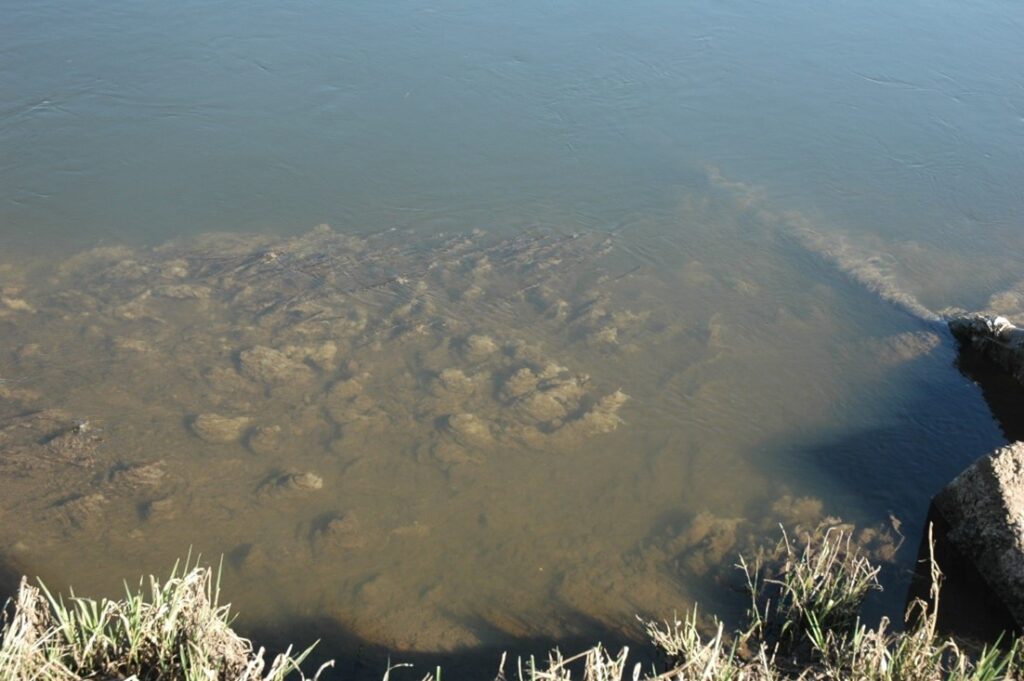 Local angling club angry over airport pollution in river