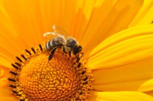 Bees boost crop stability and can calm food prices