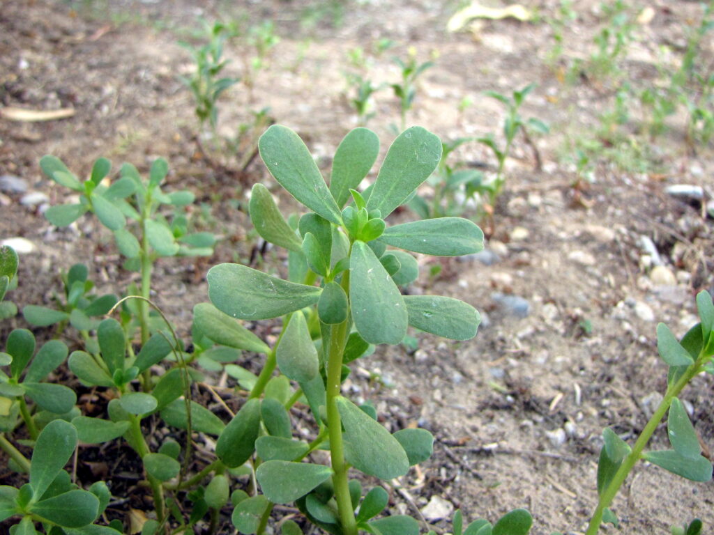 Common weed may be key to developing drought resistant crops