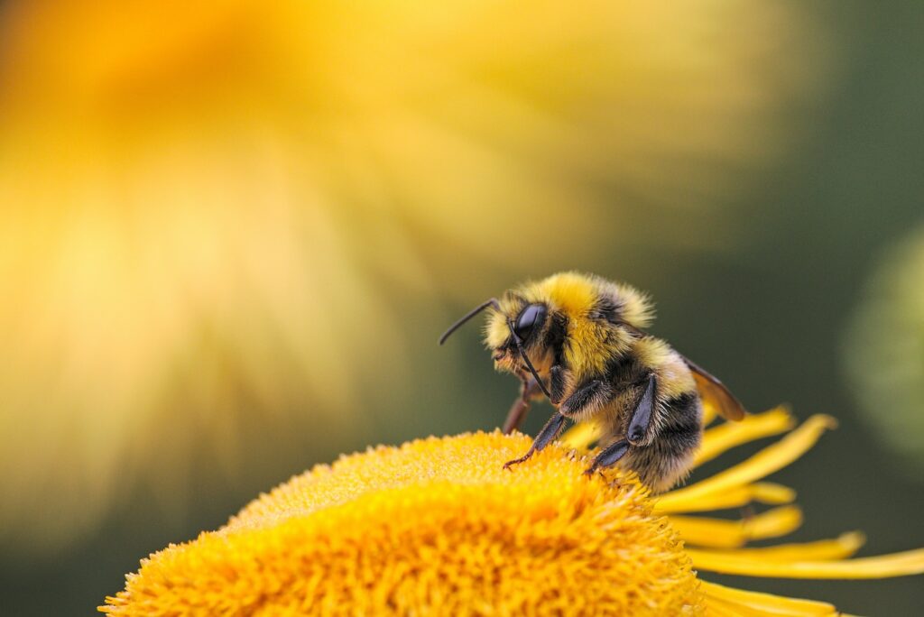 Analysis shows bees increasingly stressed by changes in climate