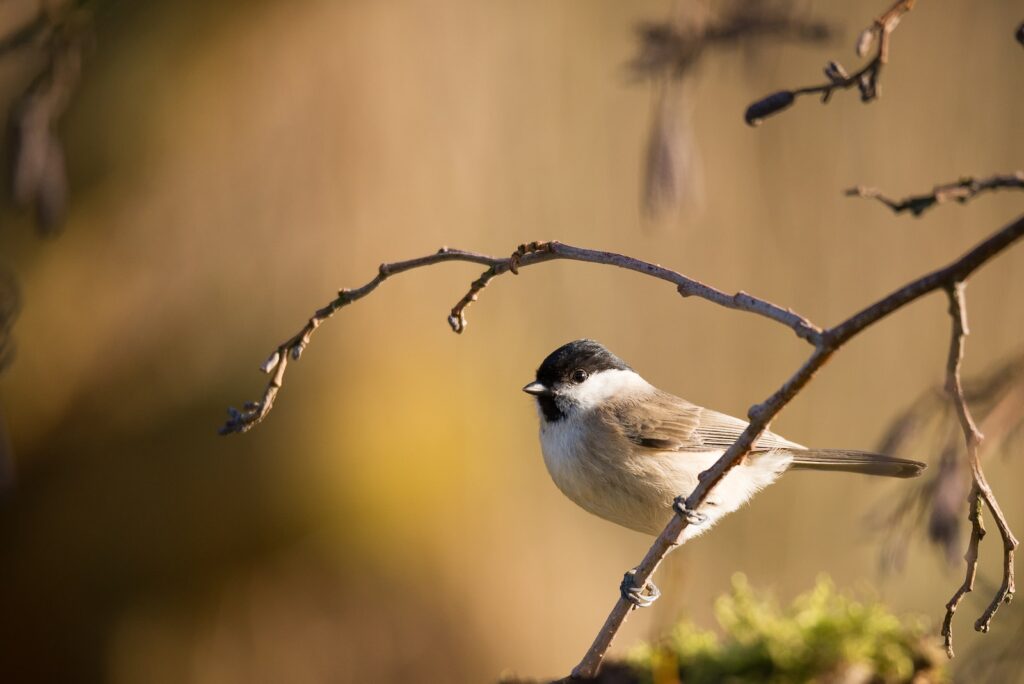Former industrial estate to be transformed into nature reserve