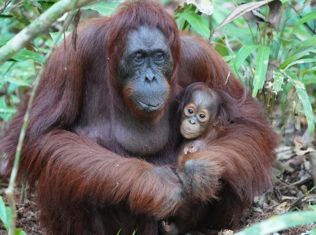 World Wildlife Day marks 50th anniversary of endangered species treaty