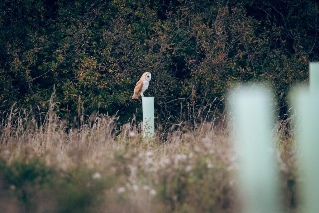 Tree shelters heralded as essential by English rewilding project