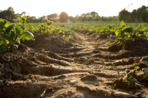 UK councils wanted for groundbreaking soil carbon capture project