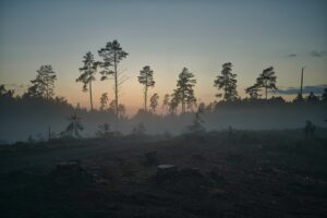 EU deforestation laws emphasise impact of overseas policy on UK