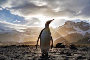 What is the Helsinki Declaration and can it save Antarctica?