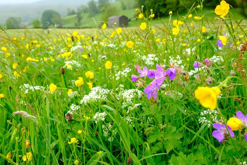 National Highways launches new £8 Meadows Makers biodiversity drive