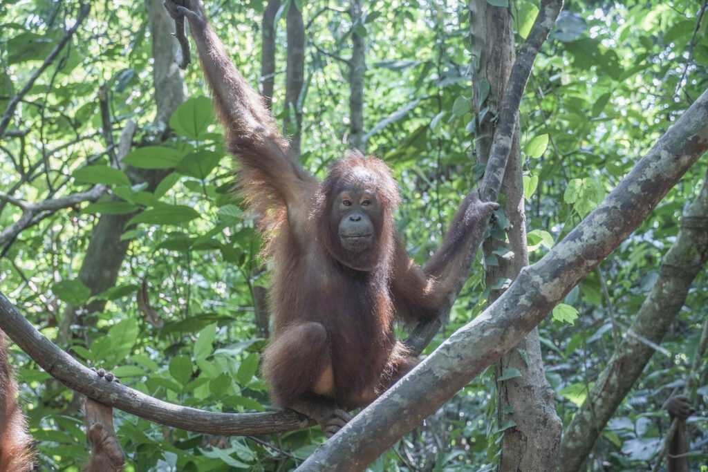 COP28: Delegates must give wildlife a seat at the table