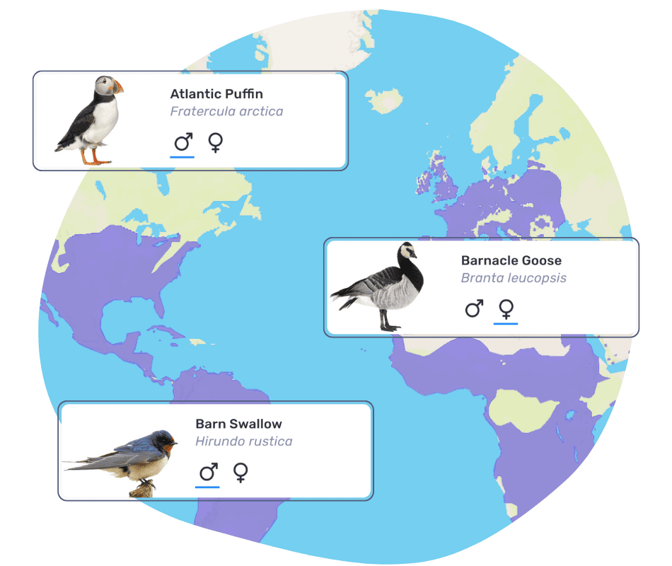‘Tis the season: UK winter birdwatching with Birda