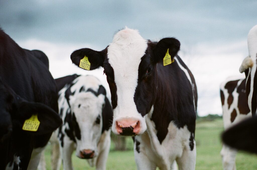 Major dairy companies sign up for methane alliance at COP28