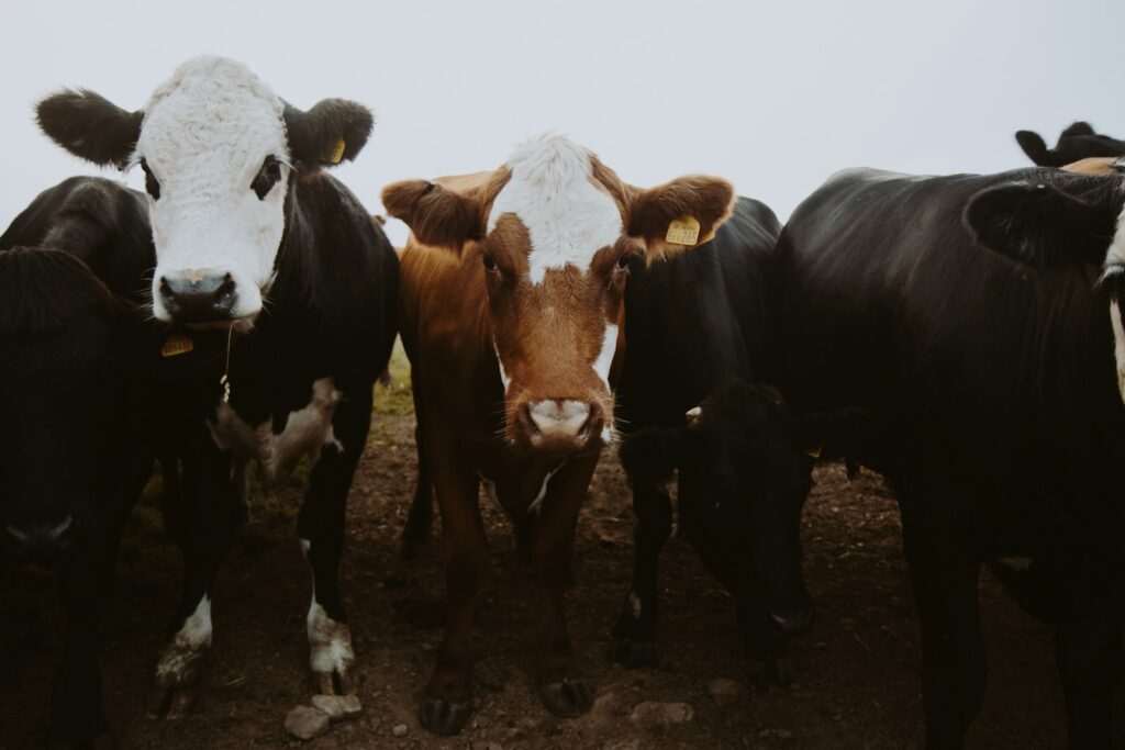 Soil, water and energy saved by changing animal feeds